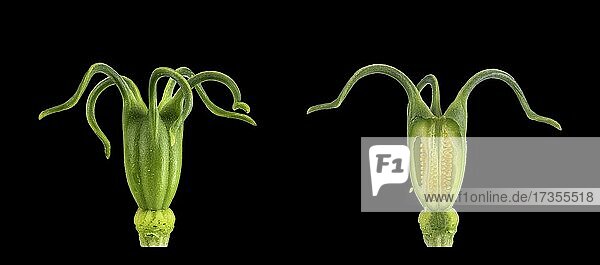 Love in a mist (Nigella damascena)  ovary and pistil  female flowering phase  Mediterranean region  Germany  Europe