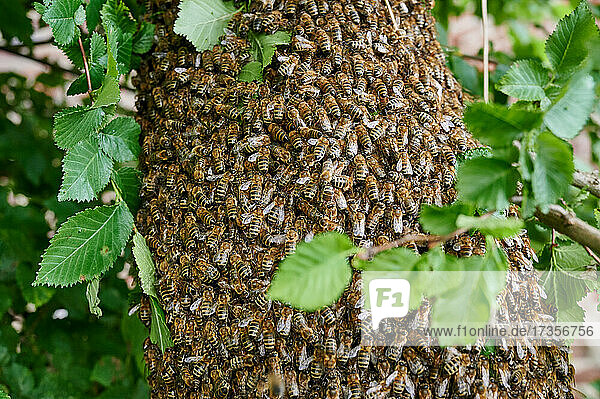 ausgeschwaermtes Bienenvolk  Heinsberg  Nordrhein-Westfalen  Deutschland |swarmed bee colony   Heinsberg  North Rhine-Westphalia  Germany|