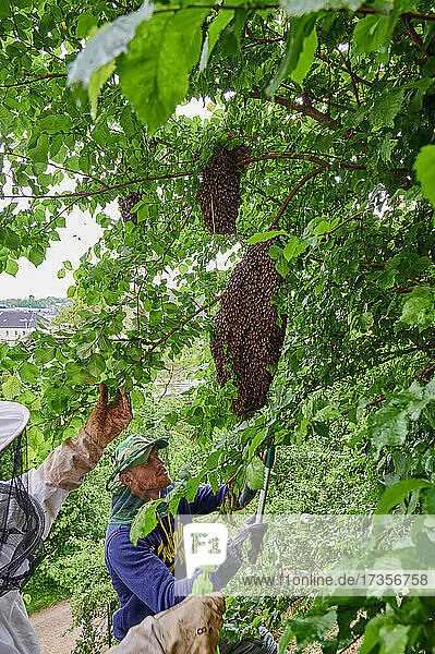 Imker an ausgeschwaermten Bienenvolk  Heinsberg  Nordrhein-Westfalen  Deutschland |Beekeeper with swarmed bee colony   Heinsberg  North Rhine-Westphalia  Germany|