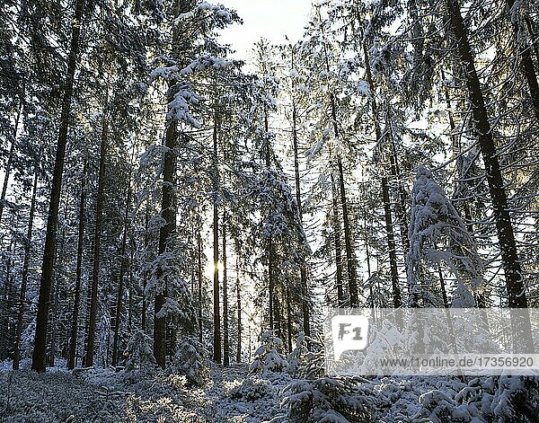 Snow-covered spruce forest with sunbeams against the light  winter  Mondseeland  Upper Austria  Austria  Europe