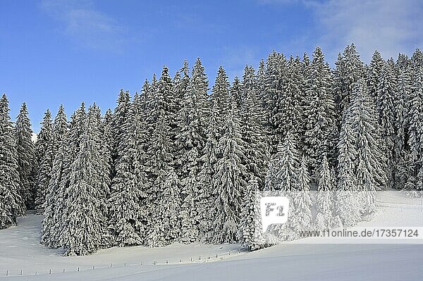 Winterlandschaft  Verschneite Tannen  Berner Oberland  Kanton Bern  Schweiz  Europa