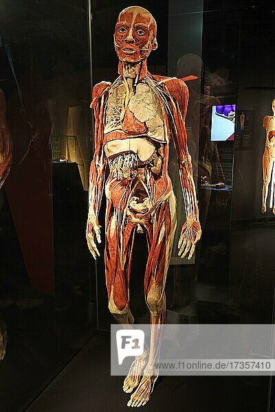 Präparat  Plastinat  Körper einer Frau  Körperwelten-Museum  Menschen Museum  Berlin  Deutschland  Europa