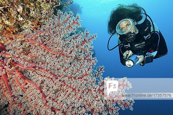 Taucherin betrachtet Rote Fächerkoralle (Menella)  Pazifik  Palau  Ozeanien