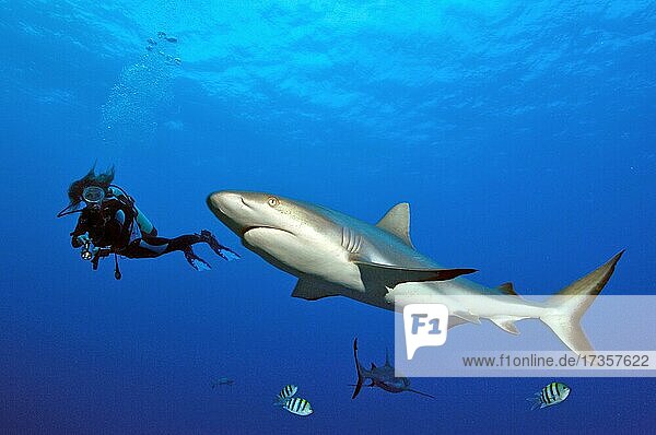 Diver looking at and swimming next to Grey reef shark (Carcharhinus amblyrhynchos)  Pacific Ocean  Caroline Islands  Yap  Federated States of Micronesia