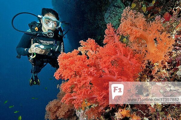 Diver with underwater lamp looking at large red soft coral (Dendronephthya)  Philippine Sea  Indo-Pacific  Cebu  Philippines  Asia