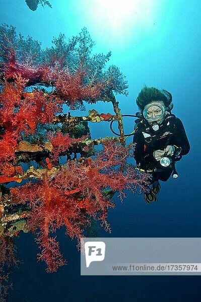 Diver looking at soft corals (Dendronephthya) on shipwreck Cedar Pride  Red Sea  Aqaba  Jordan  Asia