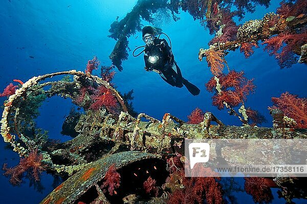Diver looking at red soft corals (Dendronephthya) on shipwreck Cedar Pride  Red Sea  Aqaba  Jordan  Asia