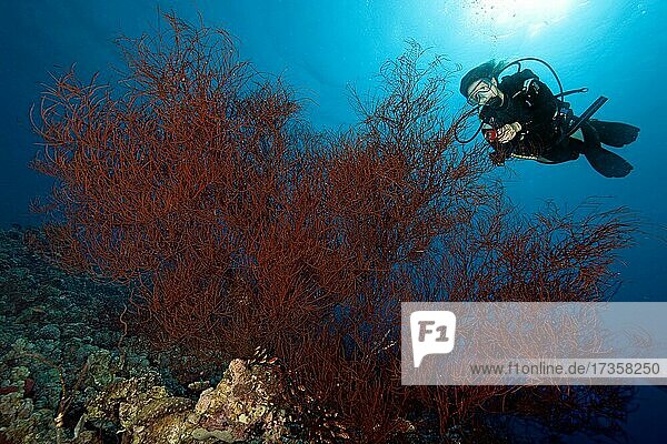 Diver looking at large black Bushy Black Coral (Antipathes Dichotoma)  Red Sea  Aqaba  Jordan  Asia