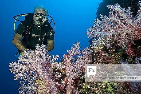 Older diver looking at soft coral (Dendronephthya)  Pacific Ocean  Yap Island  Federated States of Micronesia