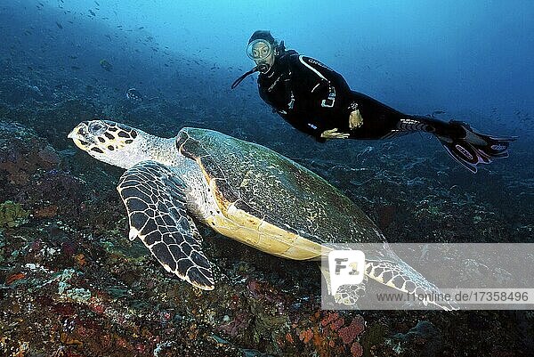 Diver looking at large Hawksbill sea turtle (Eretmochelys imbricata)  Komodo  Flores  Indonesia  Asia