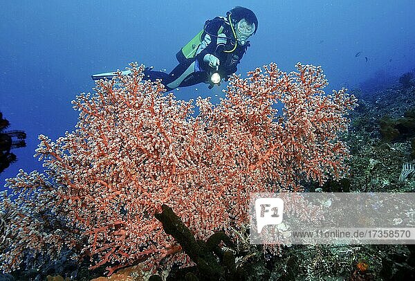 Diver looking at and illuminating orange sea fan (Acanthogorgia)  Pacific Ocean  Bali  Indonesia  Asia