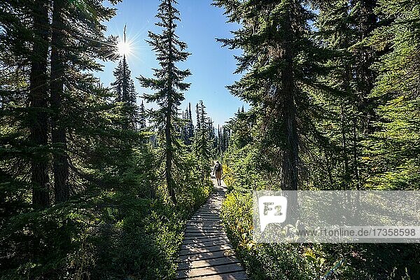 Wanderweg aus Holz im Wald  Wanderweg zum Garibaldi Lake  Sonne scheint durch Bäume  Garibaldi Provincial Park  British Columbia  Kanada  Nordamerika