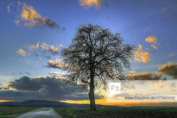 Baum im Sonnenuntergang bei Schwaigern im Kraichgau  Landkreis Heilbronn  Baden-Württemberg; Süddeutschland  Deutschland  Europa.