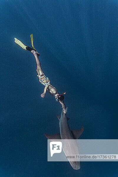 Mann schwimmt mit Ammenhaien im Meer