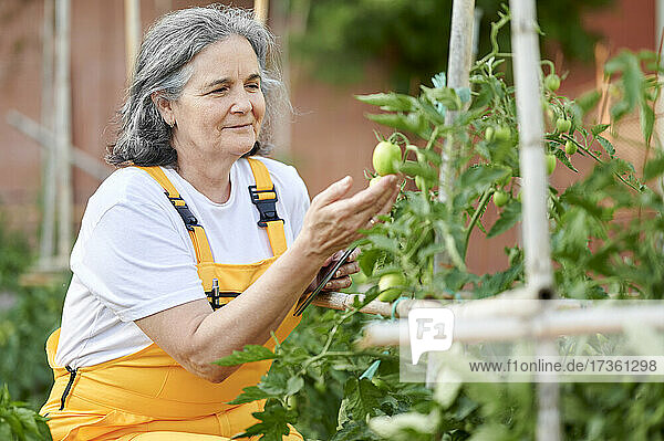 Ältere Frau begutachtet Tomaten im Garten