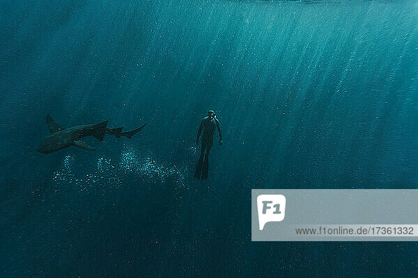 Mid erwachsenen Mann Schnorcheln mit Krankenschwester Hai im blauen Meer