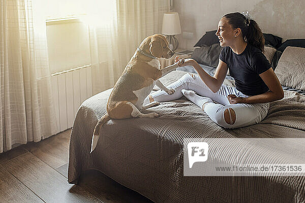 Happy girl doing handshake with Beagle in bedroom