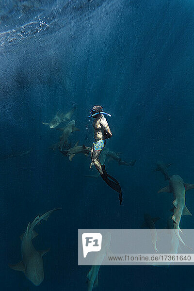Mid adult man with nurse sharks in blue sea