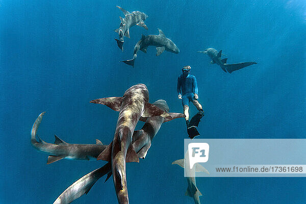 Junger Mann beim Schnorcheln mit Ammenhaien im tiefen blauen Meer