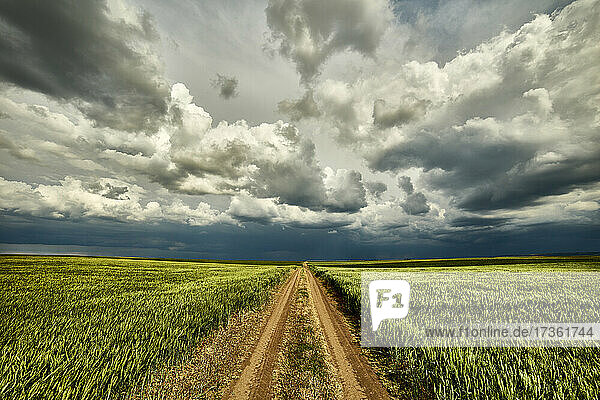 Gewitterwolken über einer unbefestigten Straße  die durch ein großes grünes Weizenfeld führt