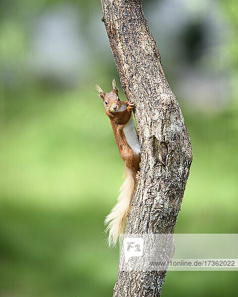 Rotes Eichhörnchen (Sciurus vulgaris) schaut in die Kamera  während es auf einen Baumstamm klettert
