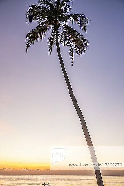 Silhouette of palm tree standing against purple sky at sunset