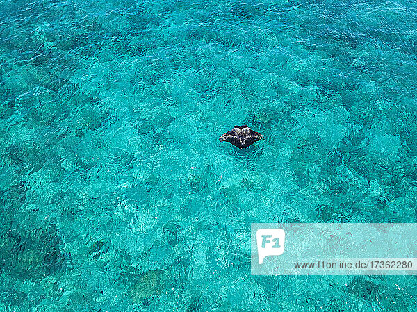 Luftaufnahme eines Mantarochens  der nahe der Oberfläche im türkisfarbenen Wasser des Süd-Male-Atolls schwimmt