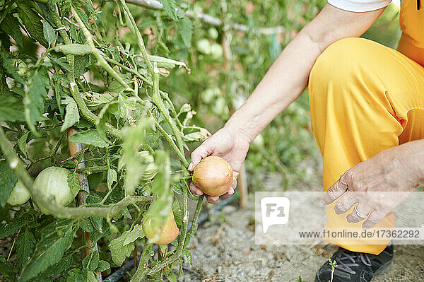 Ältere Biobäuerin begutachtet Tomate im Garten