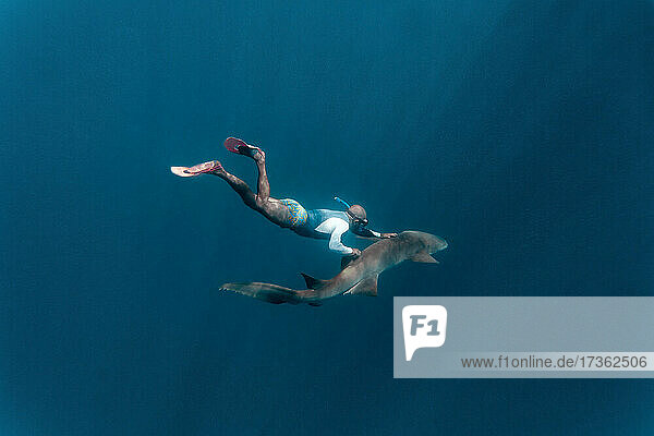 Man touching nurse shark while swimming in deep blue sea