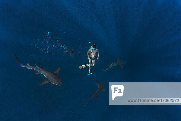 Man swimming with nurse sharks in deep blue sea