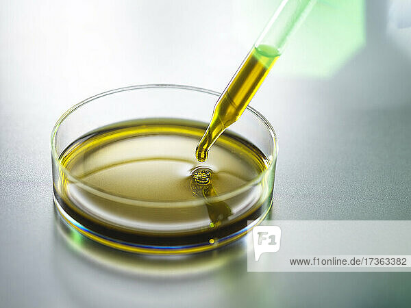 Pipettieren von CBD-Öl in eine Petrischale