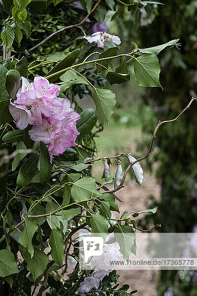 Girlande mit Efeu und rosa Blumen  Dekoration für eine Waldzeremonie