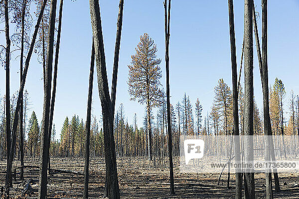 Nachwirkungen eines Waldbrandes  verkohlte Baumstämme und Schatten