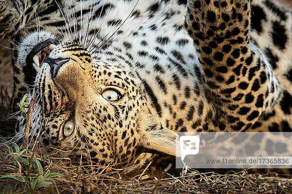 Ein Leopard  Panthera pardus  rollt sich auf den Rücken und beißt in einen Stock  direkter Blick