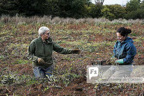 Two farmers kneeling in a field  harvesting parsnips.