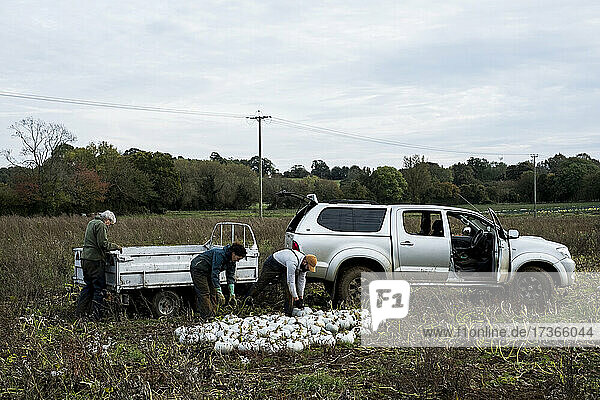 Drei Arbeiter stehen auf einem Feld und laden frisch gepflückte weiße Kürbisse auf einen Lastwagen.