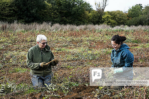 Two farmers kneeling in a field  harvesting parsnips.