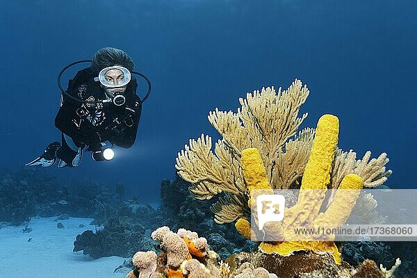 Diver looking at yellow green candle sponge (Aplysina fistularis) and Bent Sea Rod (Plexaura flexuosa) on coral reef  Caribbean Sea near Maria la Gorda  Pinar del Río Province  Caribbean  Cuba  Central America