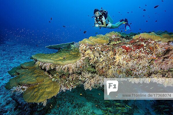 Taucherin betrachtet Korallenblock mit verschiedene Steinkorallen (Scleractinia) und Weichkorallen (Dendronephthya)  Andamanensee  Similan Inseln  Thailand  Asien