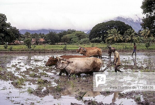 Ploughing rice field in Coimbatore  Tamil Nadu  India  Asia