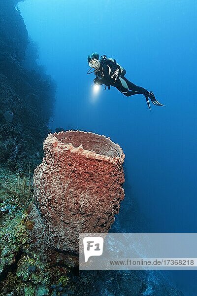 Taucher betrachtet Karibischen Vasen-Schwamm (Xestospongia muta) an Korallenriff-Steilwand  Karibisches Meer bei Maria la Gorda  Provinz Pinar del Río  Karibik  Kuba  Mittelamerika