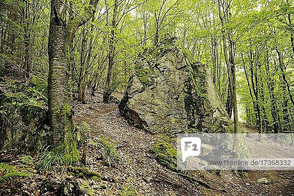 Felsen im Wald  Bruchhauser Steine  Olsberg  Sauerland  Nordrhein-Westfalen  Deutschland  Europa
