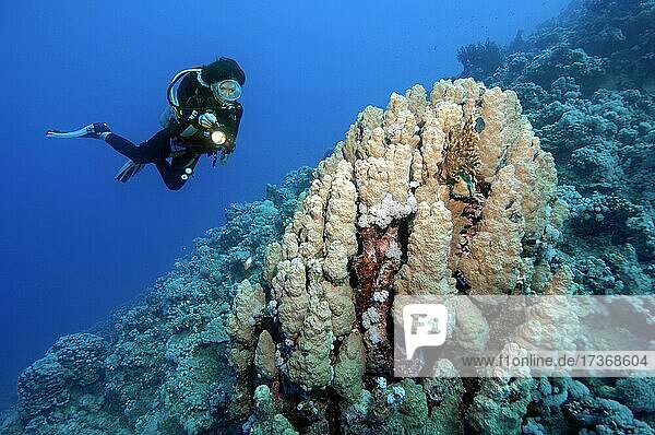Diver looking at and illuminating Dome coral (Porites nodifera)  Red Sea  Aqaba  Jordan  Asia