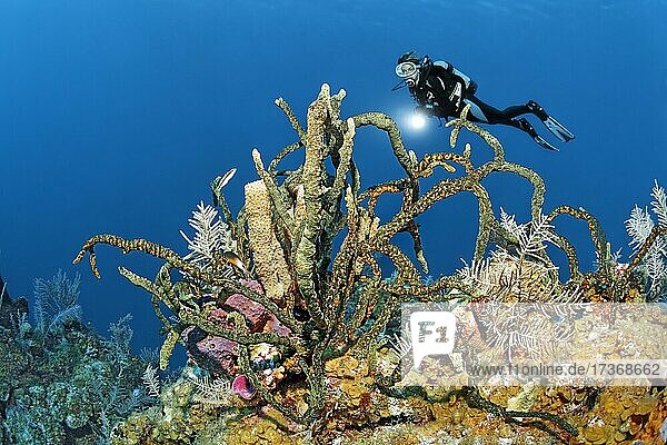 Taucher betrachtet Korallenriff mit verschiedenen Schwämmen (Porifera)  Karibisches Meer bei Maria la Gorda  Provinz Pinar del Río  Karibik  Kuba  Mittelamerika