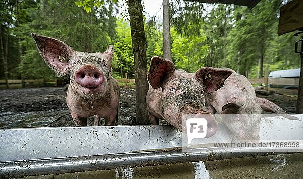 Domestic Pigs (Sus scrofa domesticus) at a trough in an outdoor enclosure  Allgäu  Bavaria  Germany  Europe