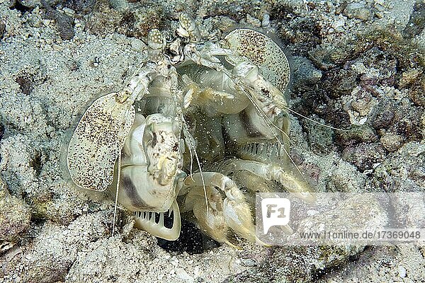 Speer-Fangschreckenkrebs (Lysiosquillina maculata) wirft Steine aus seiner Wohnhöhle  Pazifik  Insel Yap  Föderierte Staaten von Mikronesien