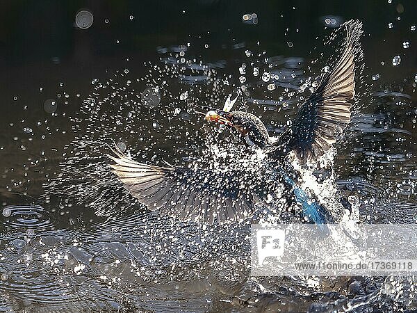 Fischender Eisvogel (Alcedo atthis) auftauchend mit einem Fisch, Nordrhein-Westfalen, Deutschland, Europa