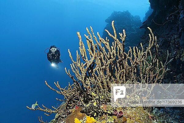 Diver on coral reef wall looking at green finger sponge (Lotrochota birotulata) with colonies of golden zoanthid (Parazoanthus swiftii)  Caribbean Sea near Maria la Gorda  Pinar del Río Province  Caribbean  Cuba  Central America