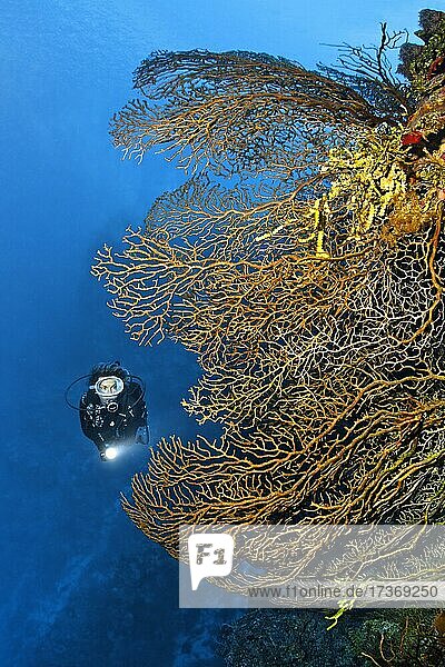 Taucher an Korallenriff-Steilwand betrachtet Tiefseegorgonie (Iciligorgia schrammi)  Karibisches Meer bei Maria la Gorda  Provinz Pinar del Río  Karibik  Kuba  Mittelamerika