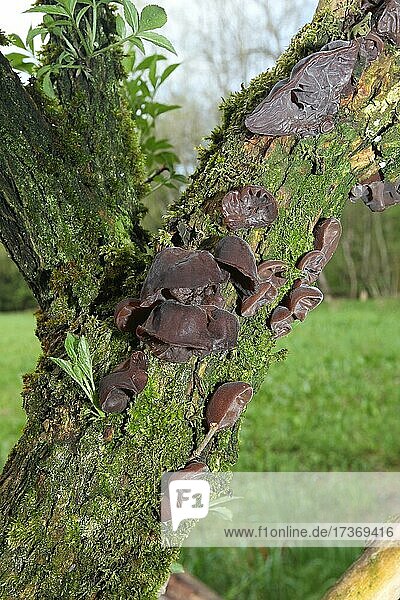 Judasohr (Auricularia auricula-judae) Pilze an altem Holunderstamm (Sambucus) Allgäu, Bayern, Deutschland, Europa